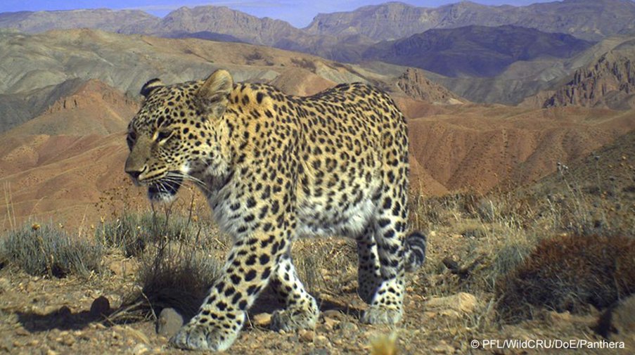 Leopard Day image 4